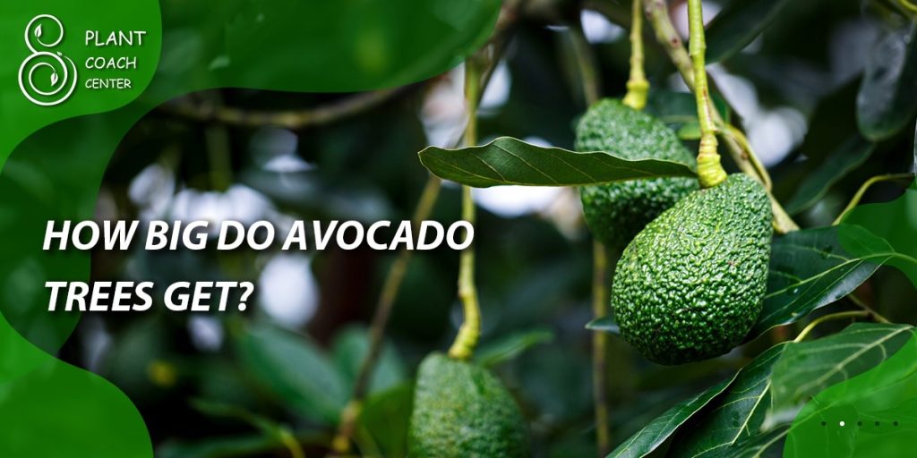  How big do avocado trees get?