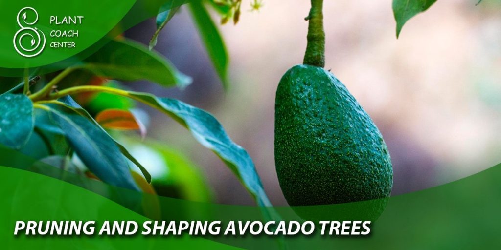  Pruning and shaping avocado trees