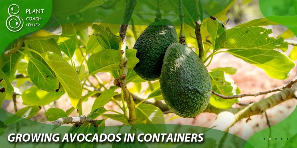  Growing avocados in containers