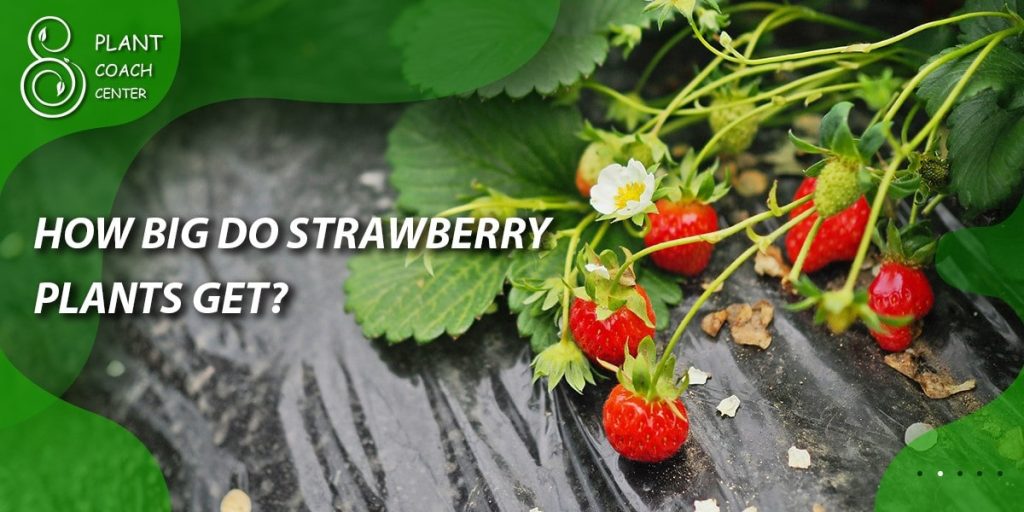 How to grow strawberry plants