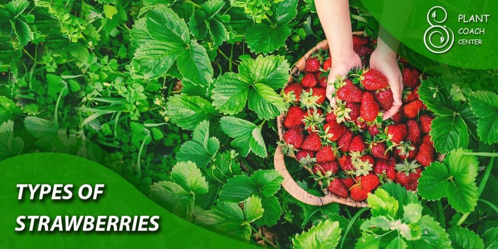  Types of strawberries