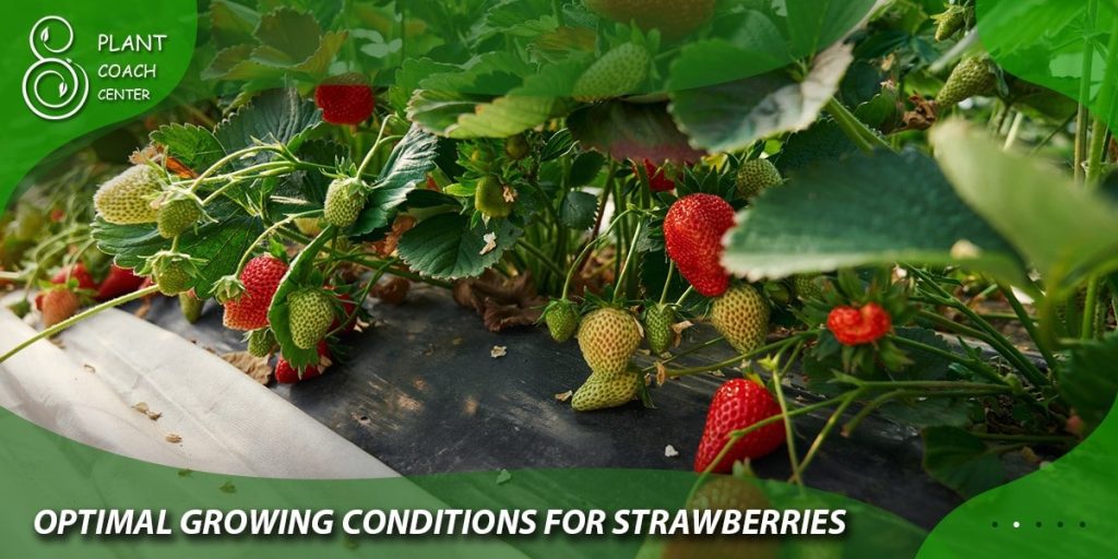  Optimal growing conditions for strawberries