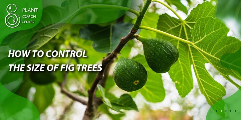  How to control the size of fig trees