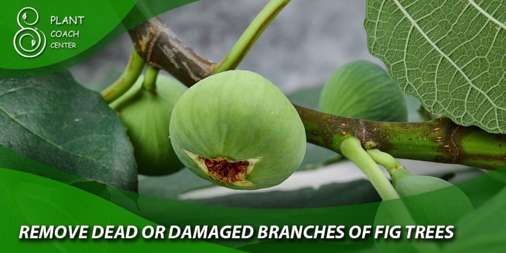  Remove dead or damaged branches of fig trees