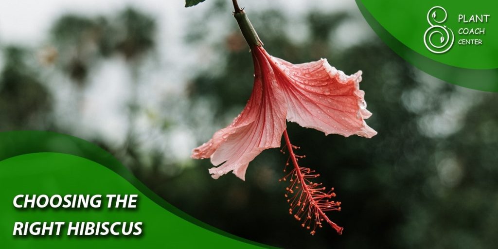 Choosing the right hibiscus