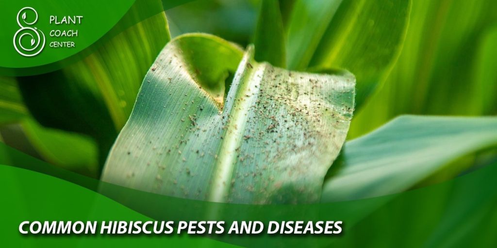 Common Hibiscus Pests and Diseases