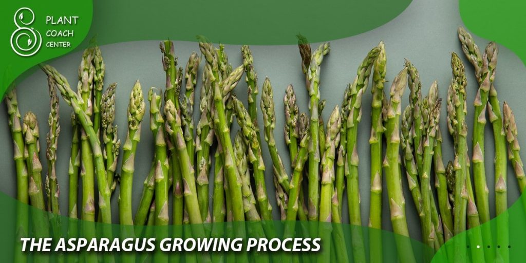 The Asparagus Growing Process 