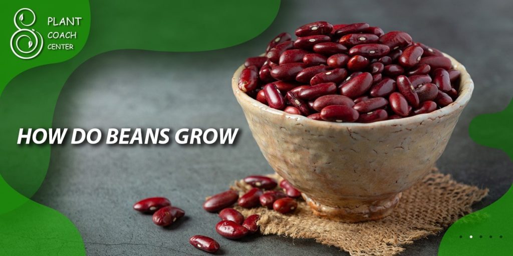 How Do Beans Grow?