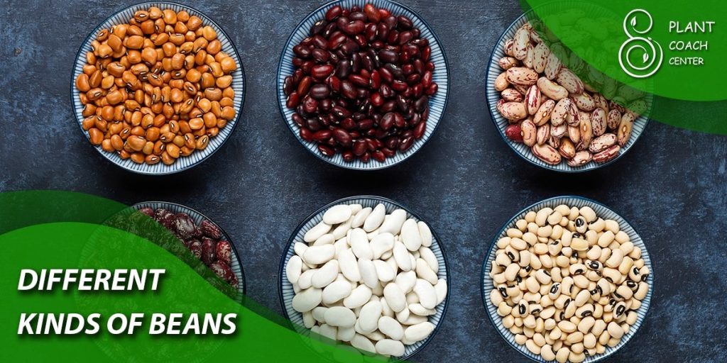 Different Kinds of Beans