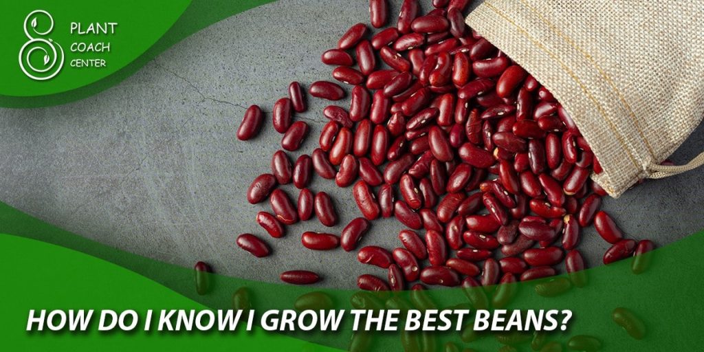 How Do I Know I Grow the Best Beans? 