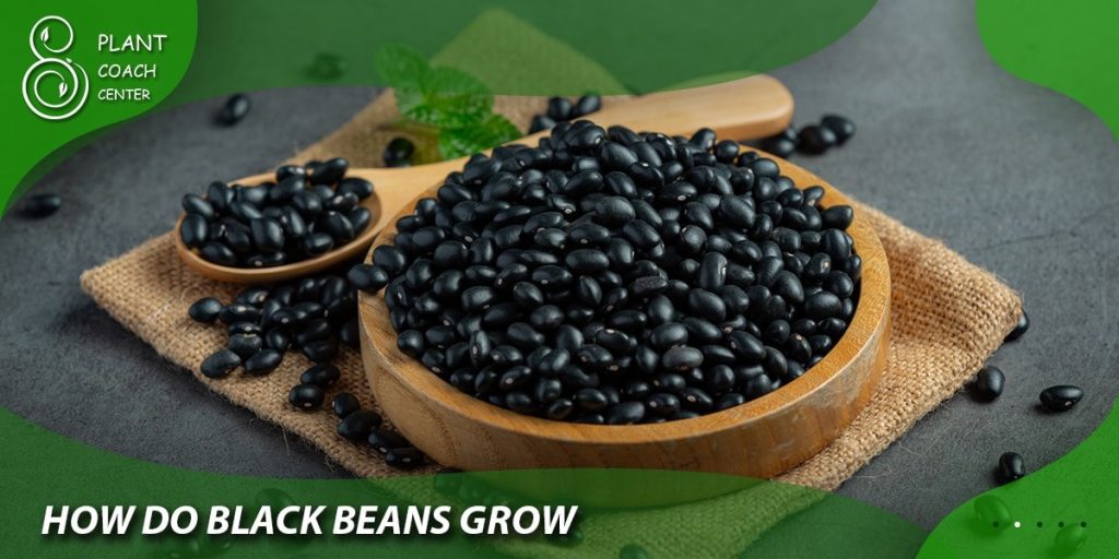 How Do Black Beans Grow?