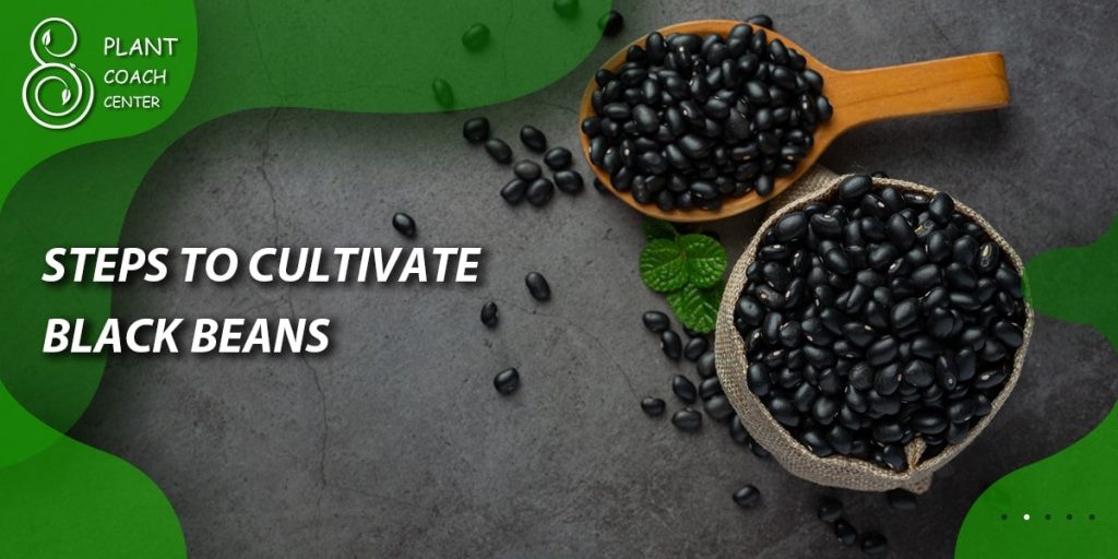 Steps to Cultivate Black Beans 