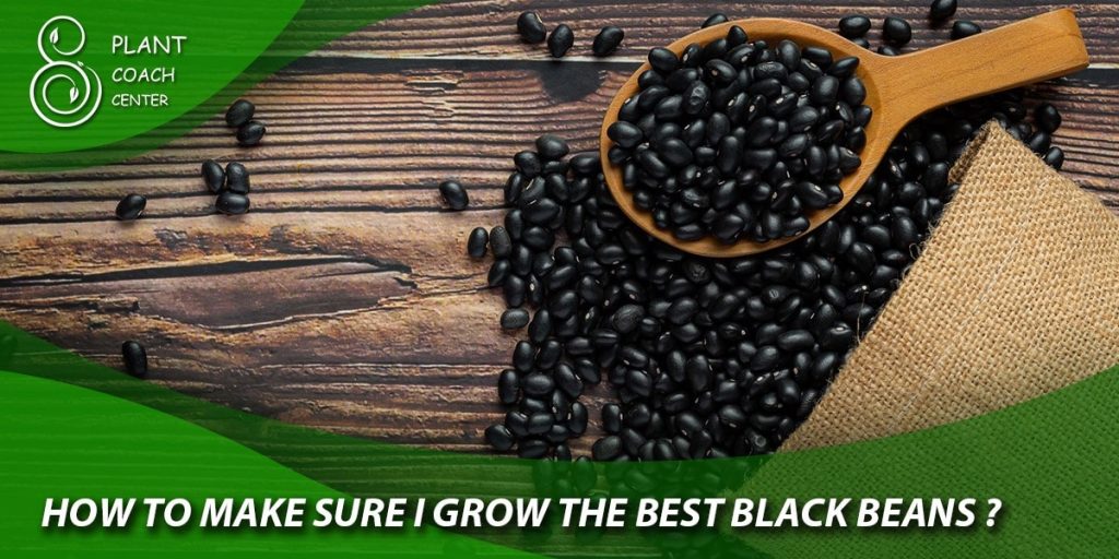 How to make sure I grow the best black beans?