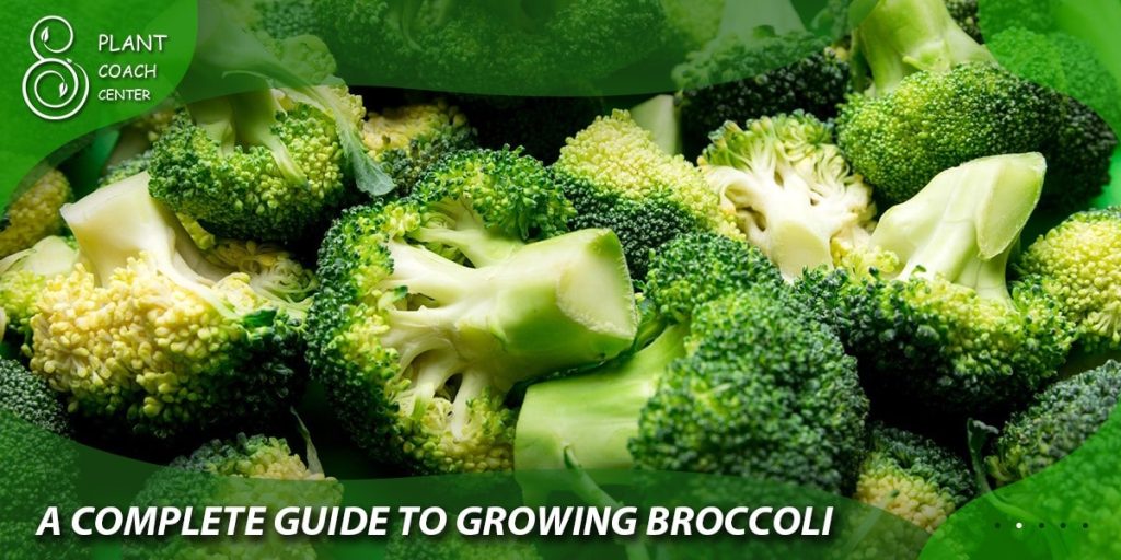 A Complete Guide to Growing Broccoli