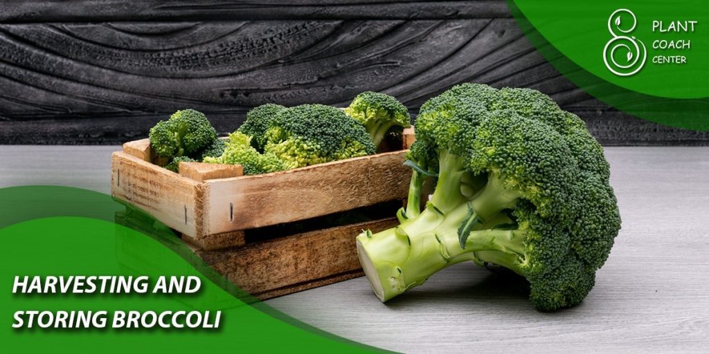 Harvesting and Storing Broccoli 