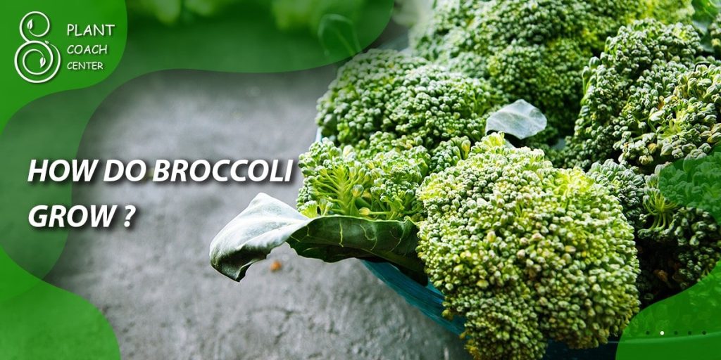 How do broccoli grow?