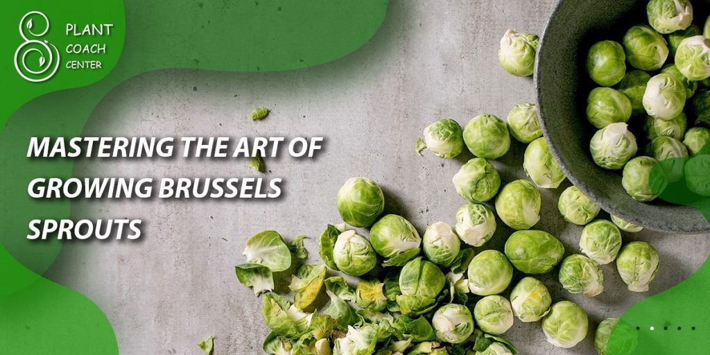 Mastering the Art of Growing Brussels sprouts