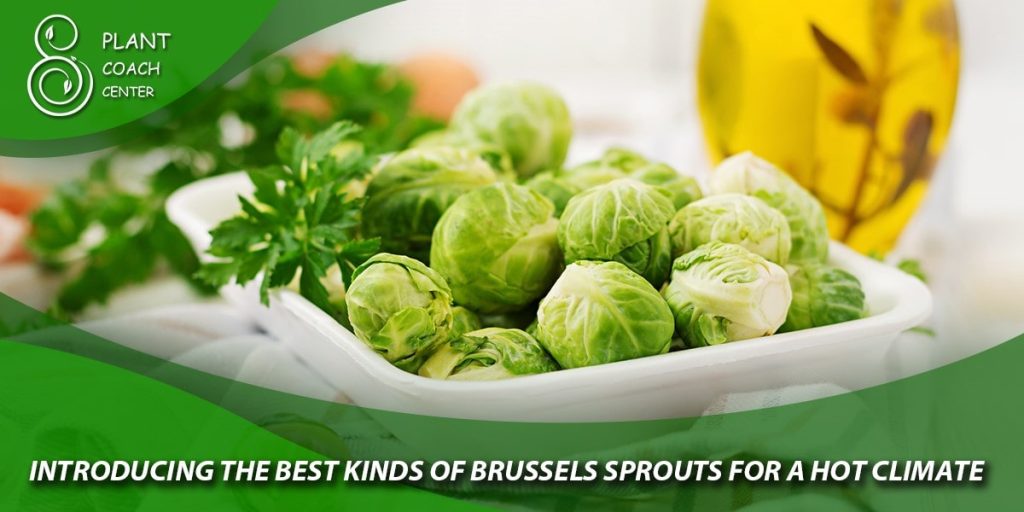 Introducing the Best Kinds of Brussels sprouts for a hot climate