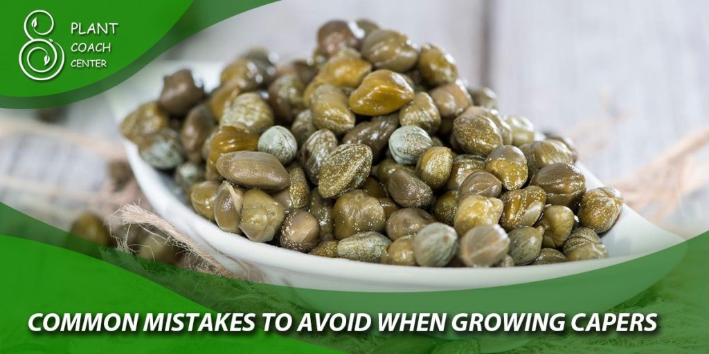 common mistakes to avoid when growing capers