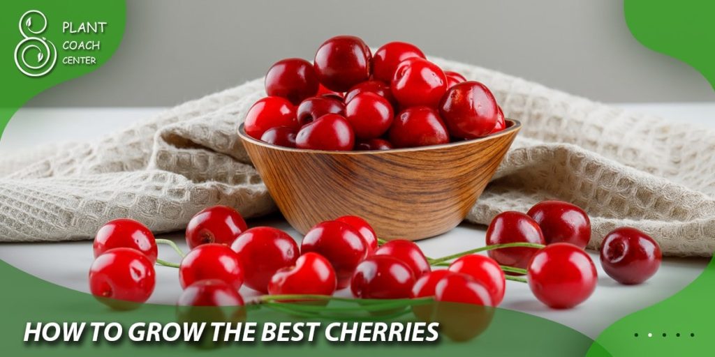 How to Grow the Best Cherries