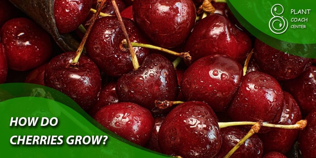 How Do Cherries Grow?