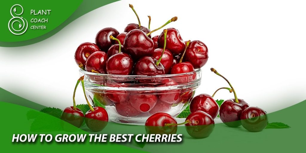 How to Grow the Best Cherries