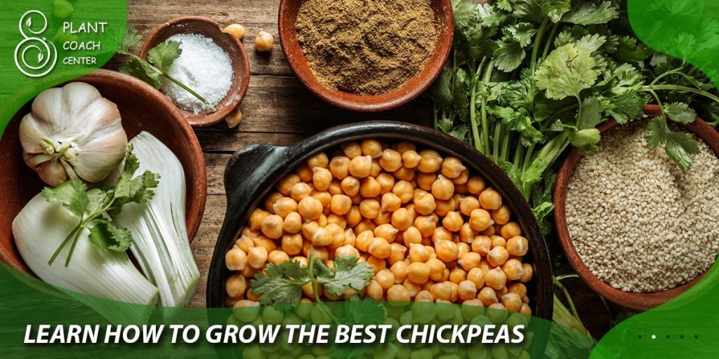 Learn How to Grow the Best Chickpeas