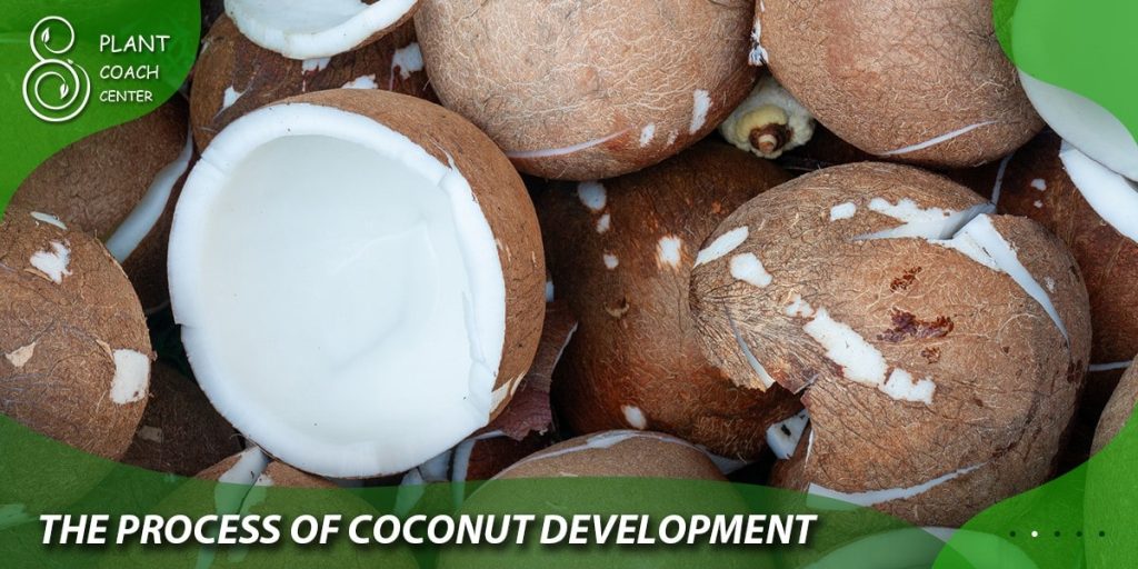 The Process of Coconut Development