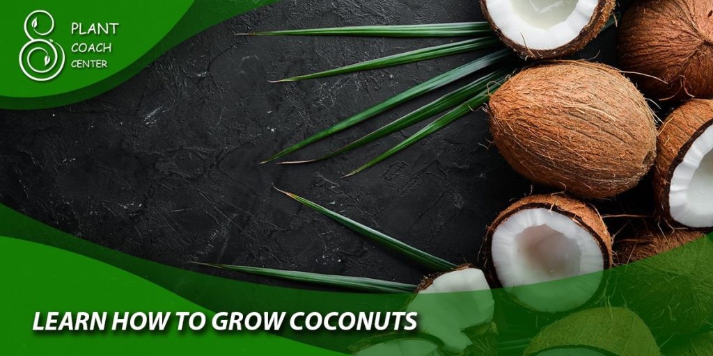 Learn How to Grow Coconuts