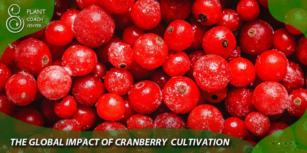 The Global Impact of Cranberry Cultivation