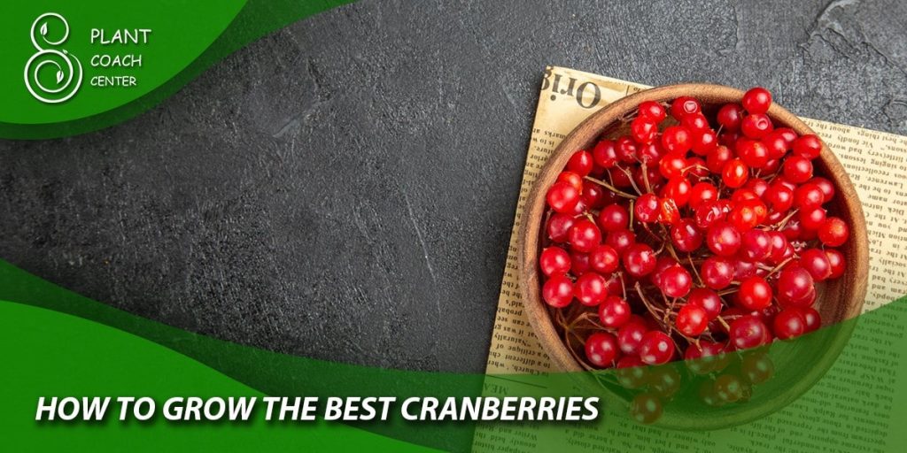 How to Grow the Best Cranberries