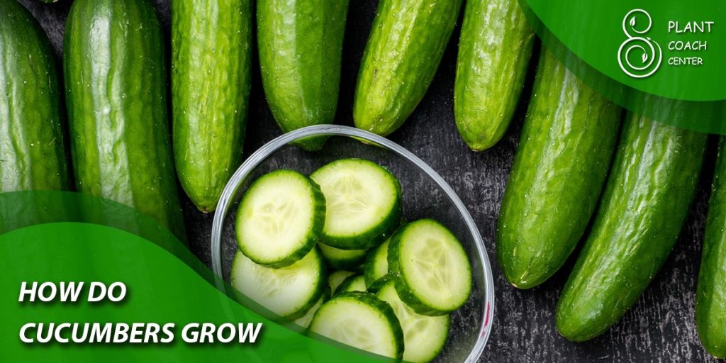 How Do Cucumbers Grow?
