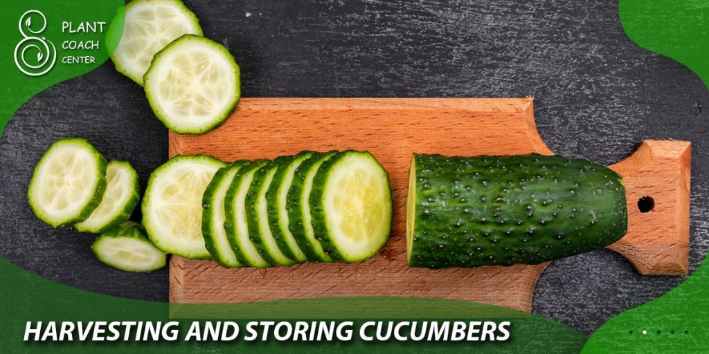 Harvesting and Storing Cucumbers