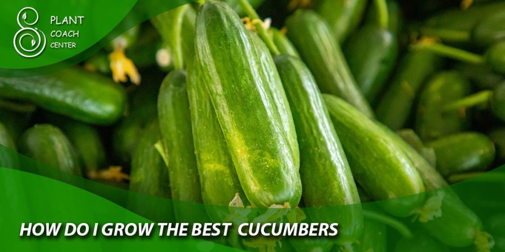 How Do I Grow the Best Cucumbers?