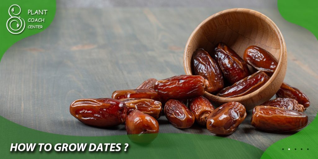 How to Grow Dates