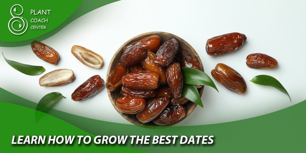 Learn How to Grow the Best Dates