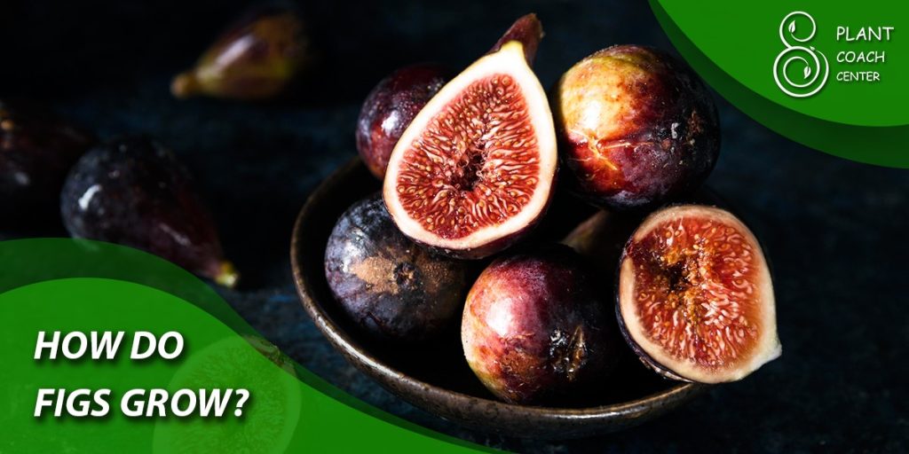 How Do Figs Grow?