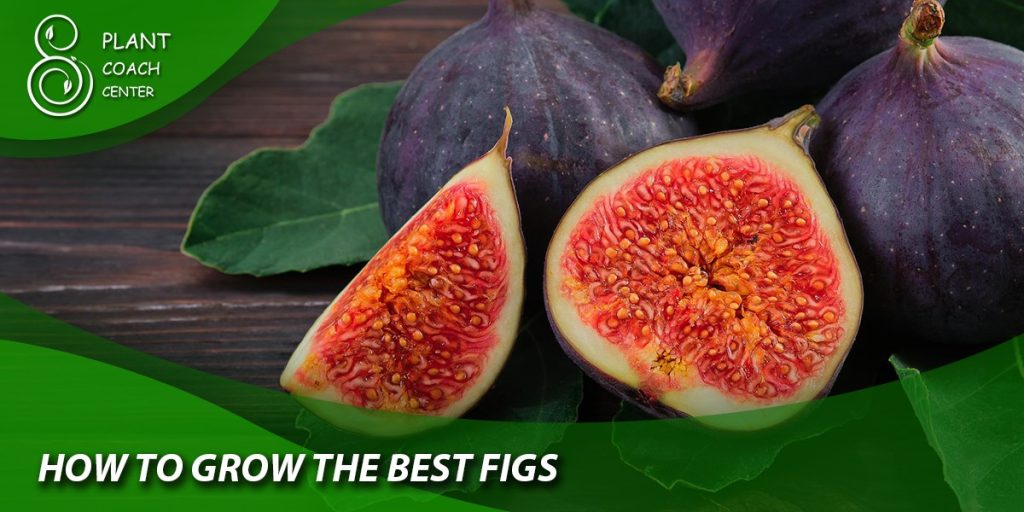 How to Grow the Best Figs