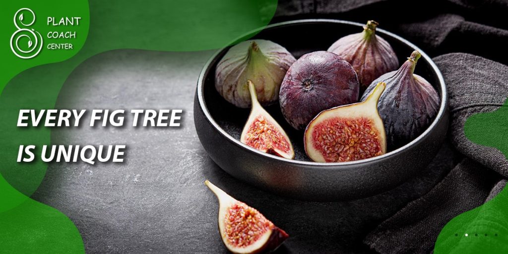 Every Fig Tree Is Unique