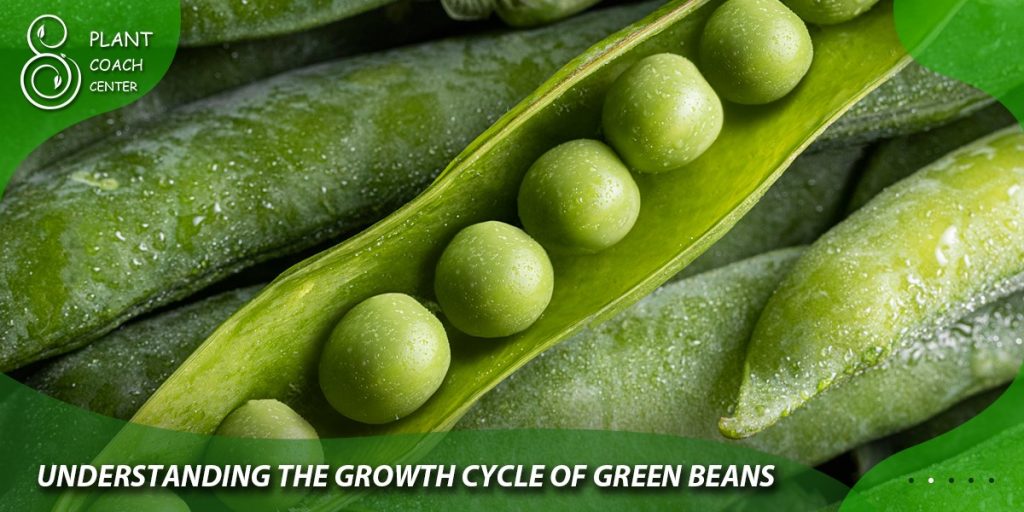 Understanding the Growth Cycle of Green Beans