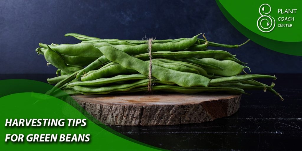 Harvesting Tips for Green Beans