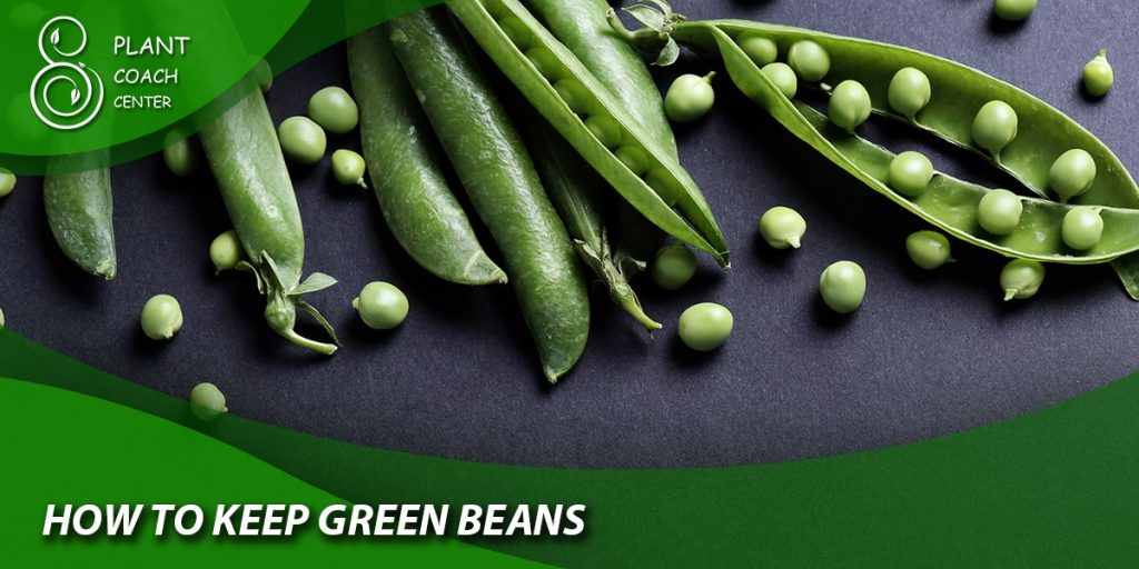 How to keep green beans