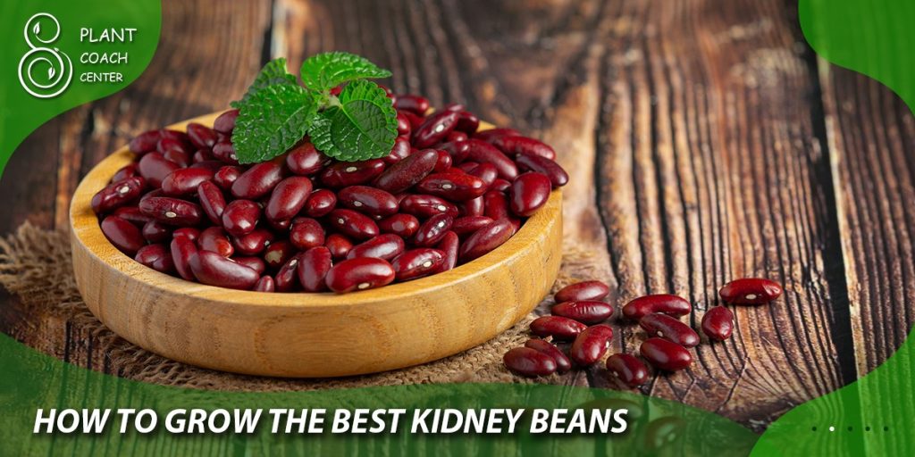 How to Grow the Best Kidney Beans