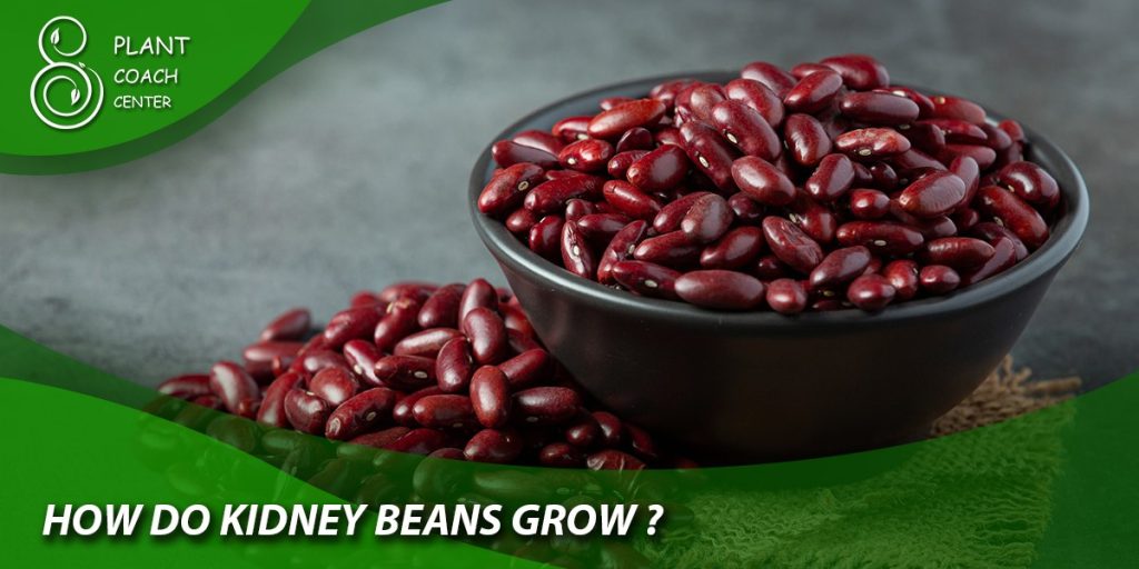 How Do Kidney Beans Grow?