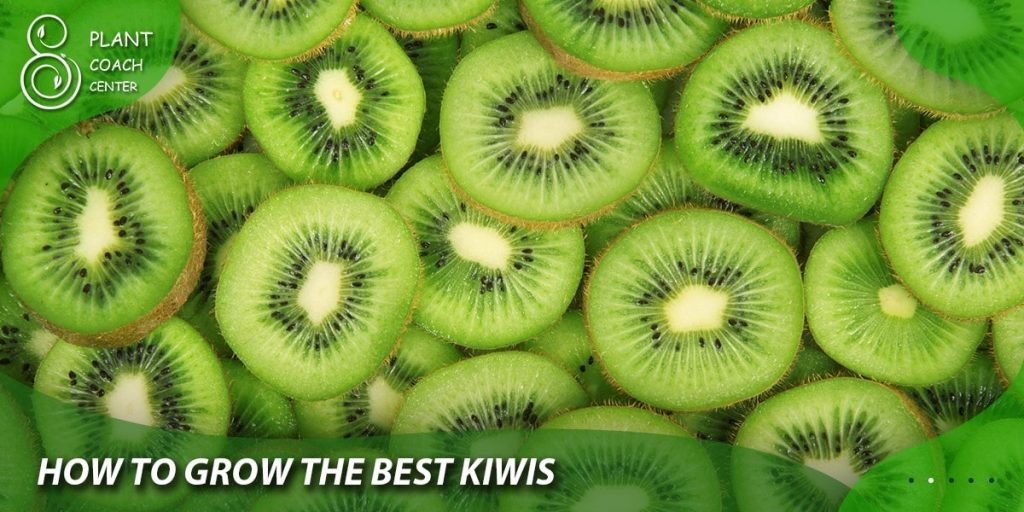 How to Grow the Best Kiwis