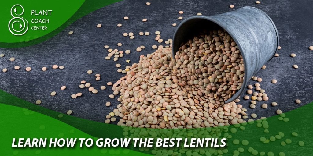 Learn How to Grow the Best lentils
