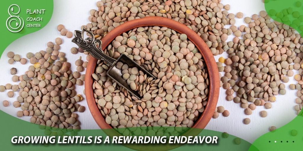 Growing Lentils in Containers versus In-Ground Planting