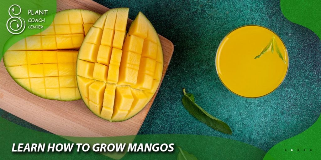 Learn How to Grow Mangos