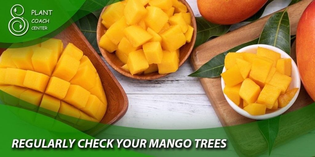 Regularly Check Your Mango Trees