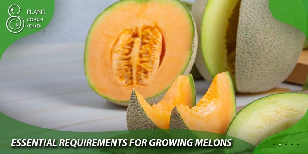 Essential Requirements for Growing Melons